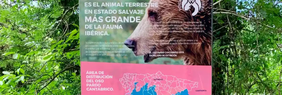 osos en la senda del oso