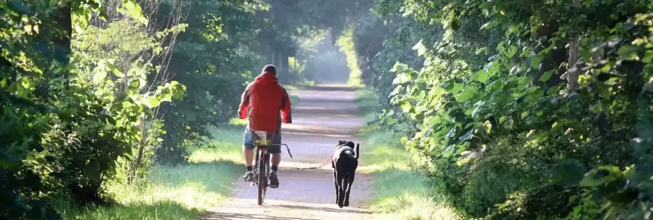 senda del oso con perro
