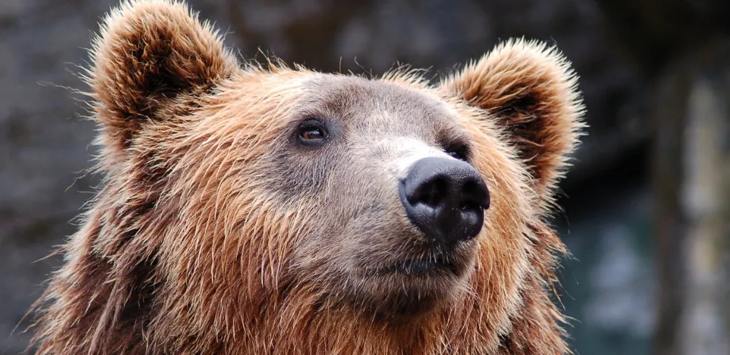 AVISTAMIENTO OSO PARDO